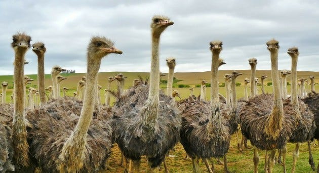 What is an Ostrich? - Answered - Twinkl Teaching Wiki